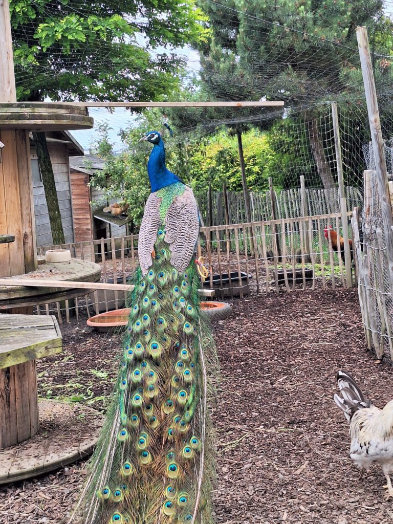 Pfau auf der Stange