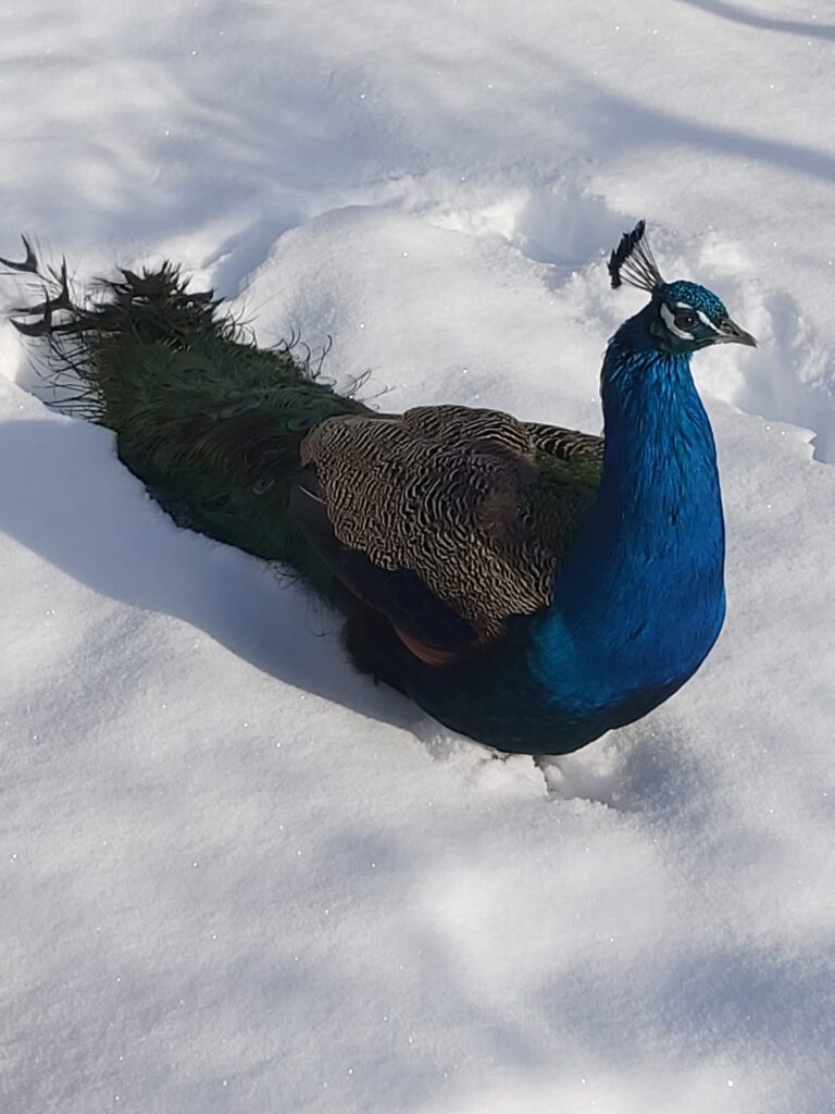 Pfau im Schnee