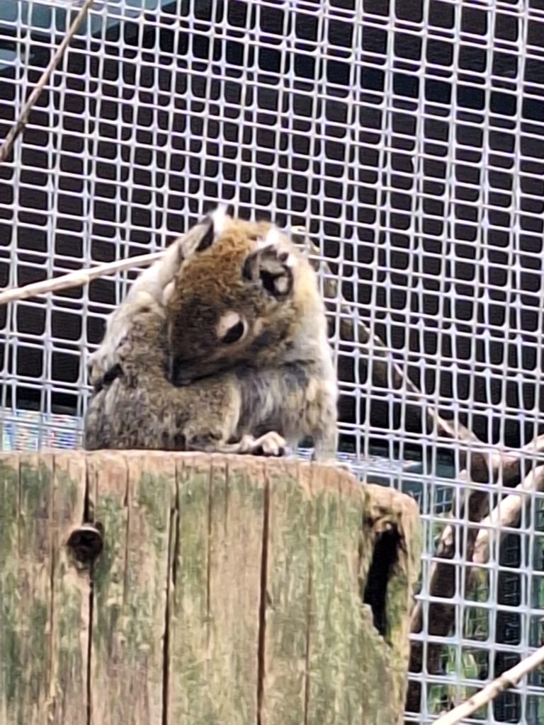 Baumis beim Putzen