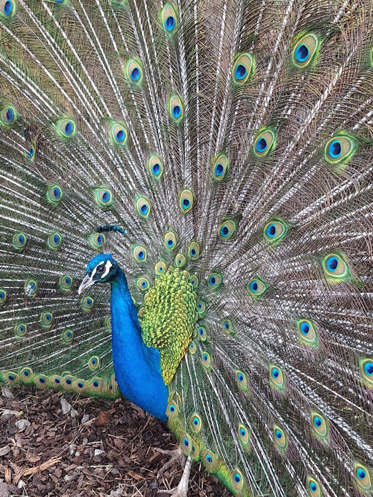 Pfau zeigt sein Kleid