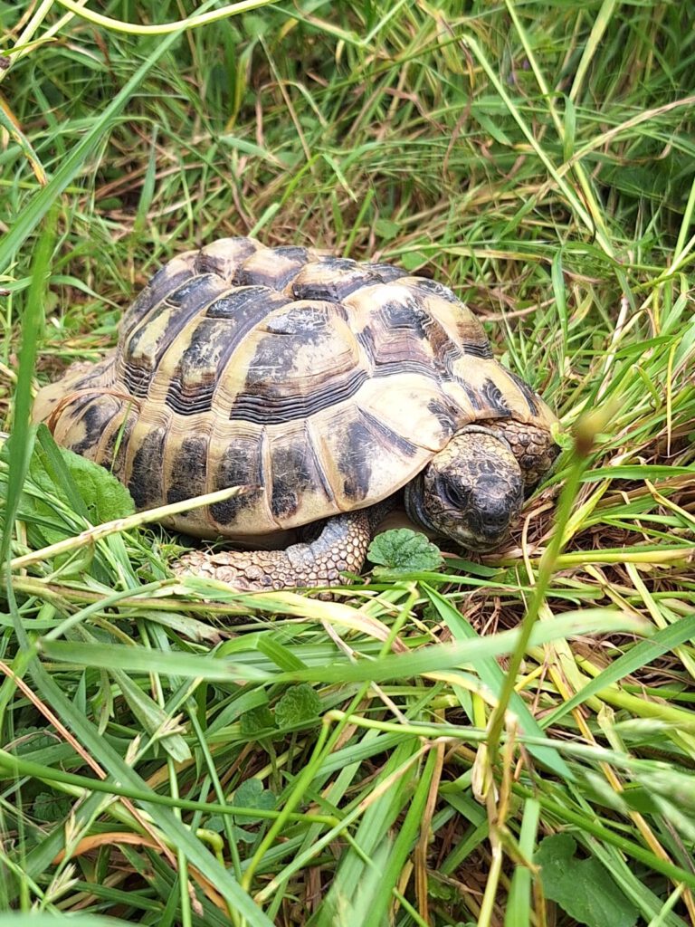 Landschildkröten fühlen sich in der Sonne wohl.